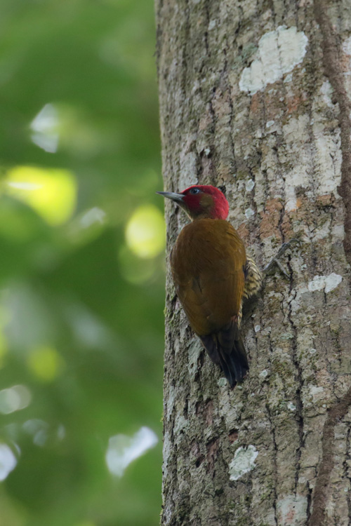 Rufous-winged Woodpecker